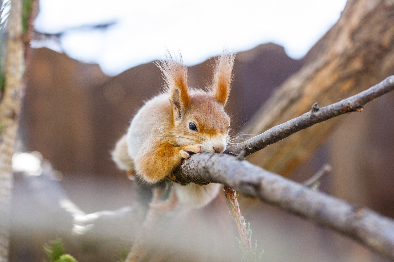 Squirrel lying on a tree branch